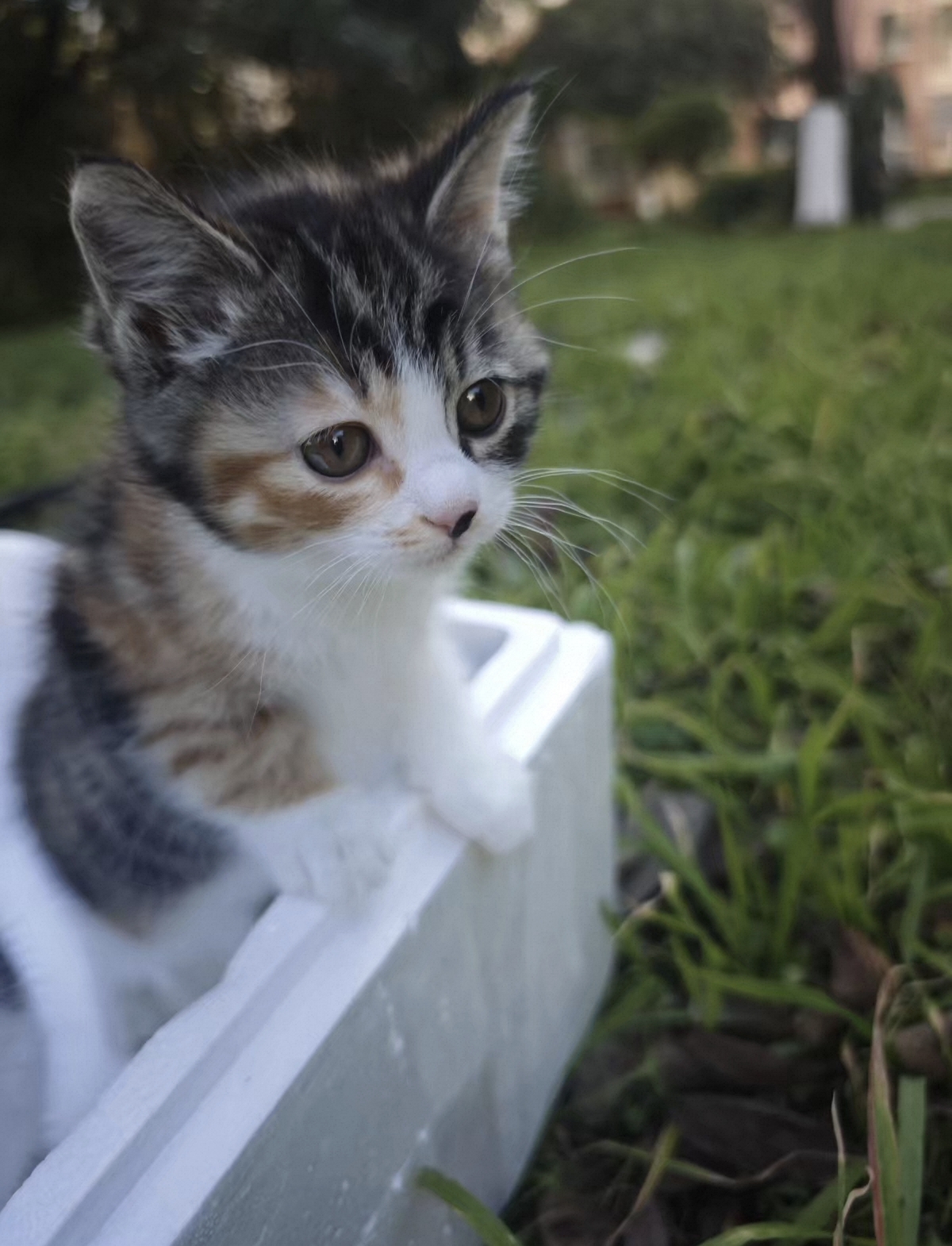 中华田园猫 三花猫 小虎斑猫 花纹清晰,对称 虎头虎脑的很可爱胖乎乎的